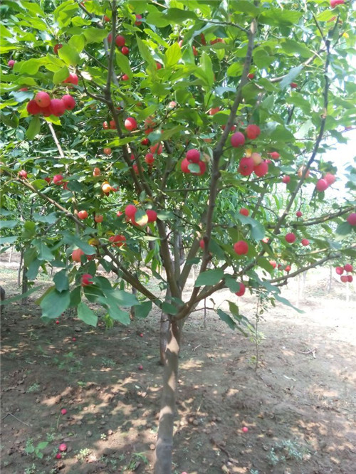 冬红果海棠图片