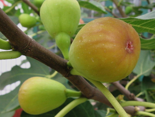 布兰瑞克无花果苗木