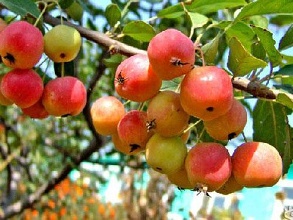 冬红果种植案例